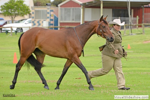 Charmain Davis leading �Winter Storm� during the Led 4yo maturity class