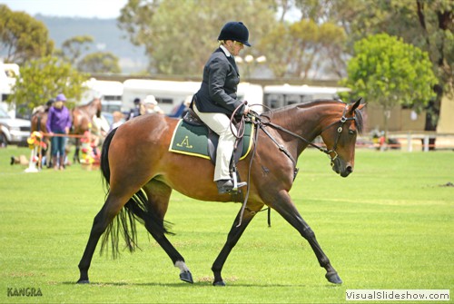 Katrina Copping riding �Ellora Dannan�  during the Ridden working 5yo maturity class