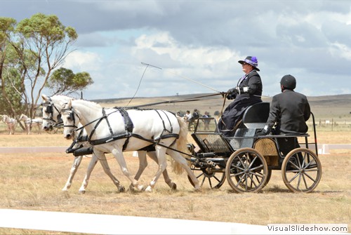Di Jones driving �Frankdon Park Jumping Jack� and �Frankdon Park Dancer�