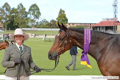 Reserve Champion Led Gelding �Riverglen Phoenix� exhibited by Mardi Johnson