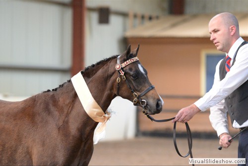 Reserve Champion Pony Yearling �Thorwood Tobasco� exhibited by Holly Alcorn
