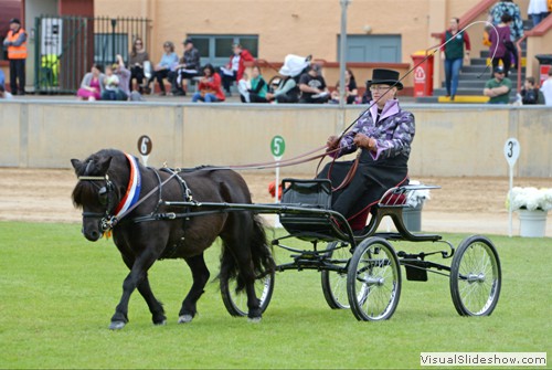 Champion Shetland Pony �Balnagown Enchanted� exhibited by Wilson & Wright