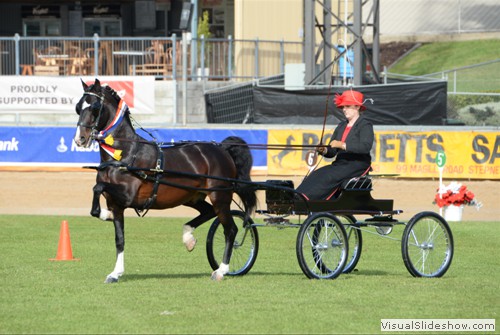 Champion Hackney Horse �Cherry Farm Alarick� exhibited by Jones R & K & Bensley R & M