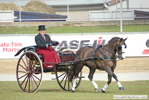 Champion Light Horse Turnout �Stillbrook Tabitha� exhibited by Ryan, Stuart