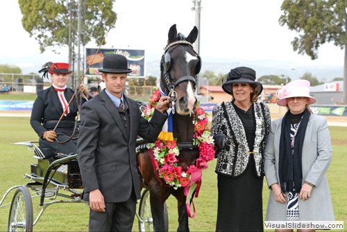 Judges L-R Ms Margaret Langan WA (Light Harness) and Ms Robyn Anderson VIC (Light Harness Turnout) with Supreme Champion Light Harness �Cherry Farm Alarick� exhibited by Jones R & K & Bensley R & M